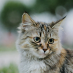 auburn football schedule 2025 unique cat names